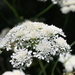 Corky-fruited Water-Dropwort - Photo (c) Bevan Weir, some rights reserved (CC BY), uploaded by Bevan Weir