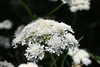 Corky-fruited Water-Dropwort - Photo (c) Bevan Weir, some rights reserved (CC BY), uploaded by Bevan Weir