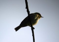 Phylloscopus ibericus