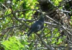 Curruca sarda