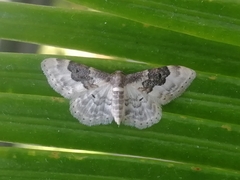 Idaea rusticata