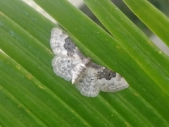 Idaea rusticata