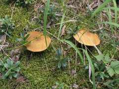 Suillus variegatus