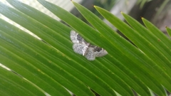 Idaea rusticata