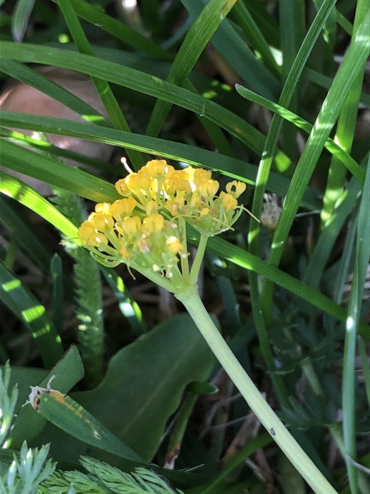 Tauschia moorei
