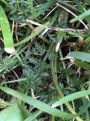Tauschia moorei