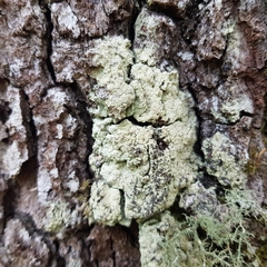 Pertusaria flavida