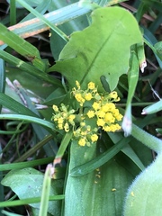 Tauschia moorei