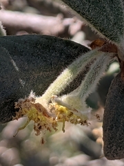 Cercocarpus traskiae