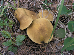Suillus variegatus