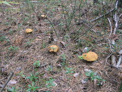 Suillus variegatus