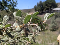 Cercocarpus traskiae