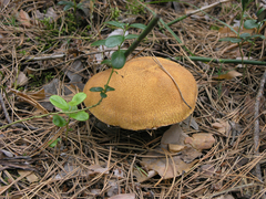 Suillus variegatus