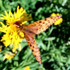 Argynnis adippe