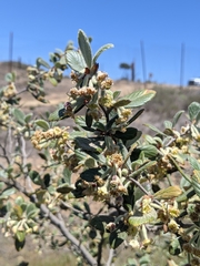 Cercocarpus traskiae