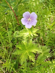Geranium erianthum