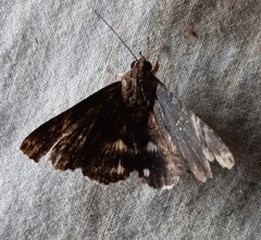 Ercheia