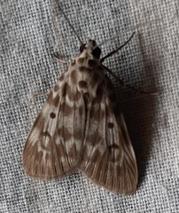 Sommeria marchalii