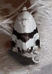 Maliattha ruptifascia