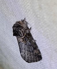 Notodontella tenebrosa