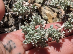 Artemisia rothrockii