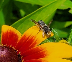 Megachile pugnata