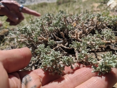 Artemisia rothrockii