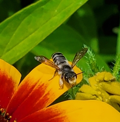 Megachile pugnata