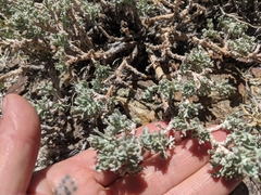 Artemisia rothrockii