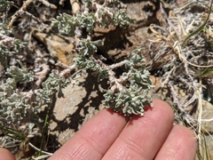 Artemisia rothrockii