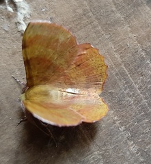 Hyperythra