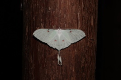 Actias sinensis