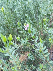 Polygala myrtifolia