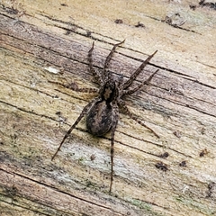 Pardosa