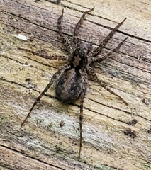 Pardosa