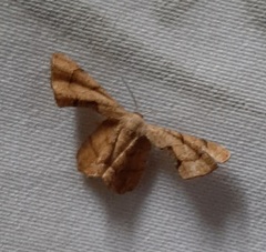 Calledapteryx dryopterata