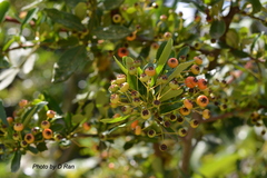 Pyracantha fortuneana