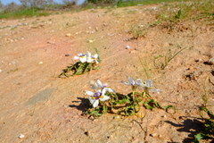 Moraea falcifolia