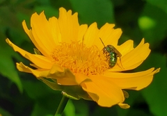 Augochlorella aurata