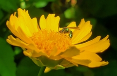 Augochlorella aurata
