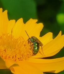 Augochlorella aurata