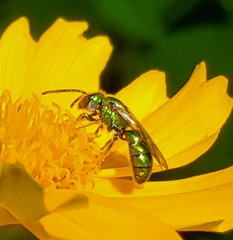 Augochlorella aurata