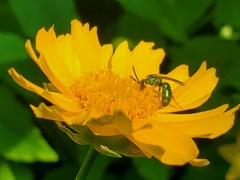 Augochlorella aurata