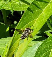 Megachile pugnata