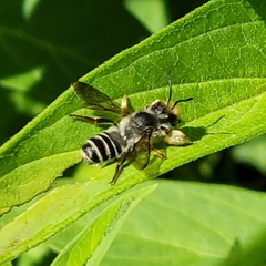 Megachile pugnata