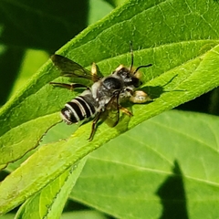 Megachile pugnata