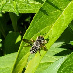 Megachile pugnata