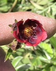 Potentilla rubra