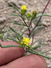 Orochaenactis thysanocarpha