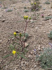 Orochaenactis thysanocarpha